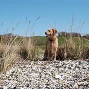 Golden retriever Freja