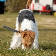 Ruhåret foxterrier Fifi