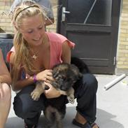 Schæferhund lillenollerskrivers Cheri