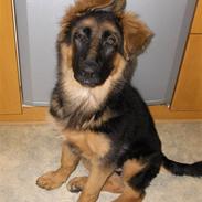 Schæferhund lillenollerskrivers Cheri