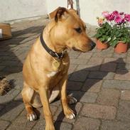 Amerikansk staffordshire terrier Chiva