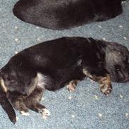 Schæferhund sund hunds Unik