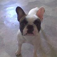 Fransk bulldog Emma