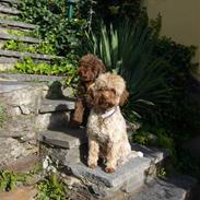 Lagotto romagnolo Viola