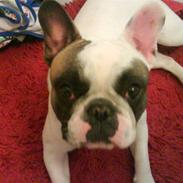 Fransk bulldog Emma