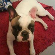 Fransk bulldog Emma