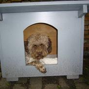Lagotto romagnolo Viola