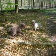 Lagotto romagnolo Viola