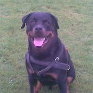 Rottweiler Tyson