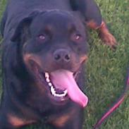 Rottweiler Tyson