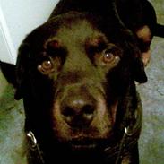 Rottweiler Tyson