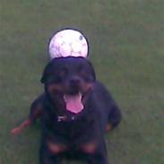 Rottweiler Tyson