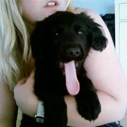 Blanding af racer Jimmy pop ali