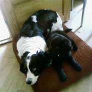 Blanding af racer Jimmy pop ali