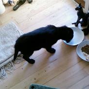 Blanding af racer Jimmy pop ali