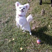 Chihuahua Freja