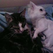 Chihuahua Freja