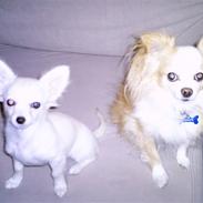 Chihuahua Freja
