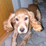 Cocker spaniel Sandie