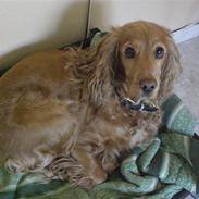 Cocker spaniel Sandie