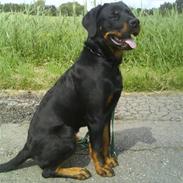 Rottweiler Jesus <3