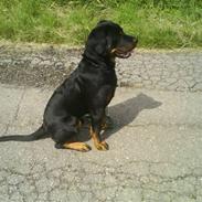 Rottweiler Jesus <3