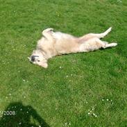 Golden retriever Lady. Min skat. =)