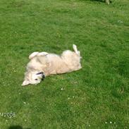 Golden retriever Lady. Min skat. =)