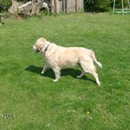 Golden retriever Lady. Min skat. =)