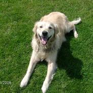 Golden retriever Lady. Min skat. =)