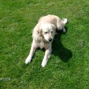 Golden retriever Lady. Min skat. =)