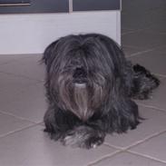 Lhasa apso Molly