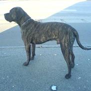 Dogo canario Arto R.I.P D. 11/1.2010