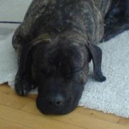 Dogo canario Arto R.I.P D. 11/1.2010