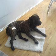 Dogo canario Arto R.I.P D. 11/1.2010