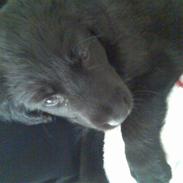 Blanding af racer Jimmy pop ali