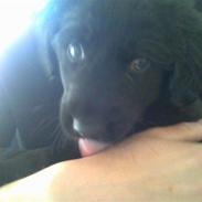 Blanding af racer Jimmy pop ali