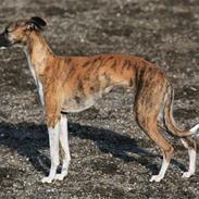 Whippet Yessi