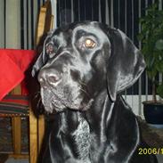 Blanding af racer Bella.