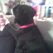 Blanding af racer Bella.