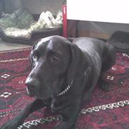 Blanding af racer Bella.