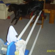 Blanding af racer Bella.