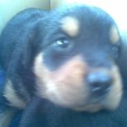 Blanding af racer Rocki