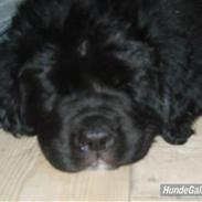 Newfoundlænder buster