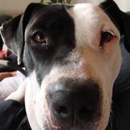 Amerikansk staffordshire terrier Diego