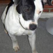 Amerikansk staffordshire terrier Diego