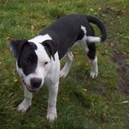 Amerikansk staffordshire terrier Diego