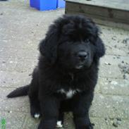 Newfoundlænder buster