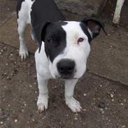 Amerikansk staffordshire terrier Diego