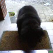 Newfoundlænder buster